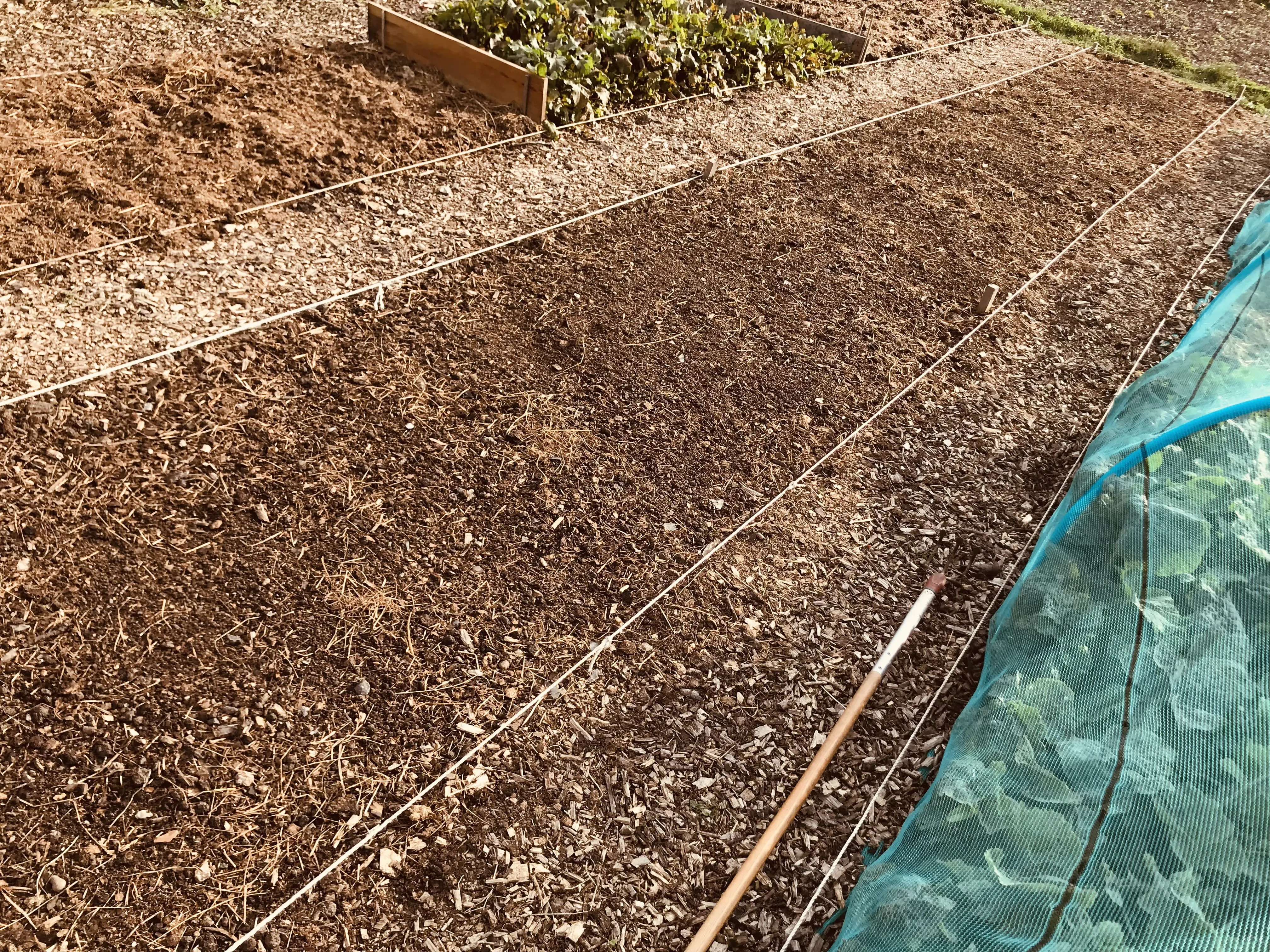 Ground prepared for cover crops.