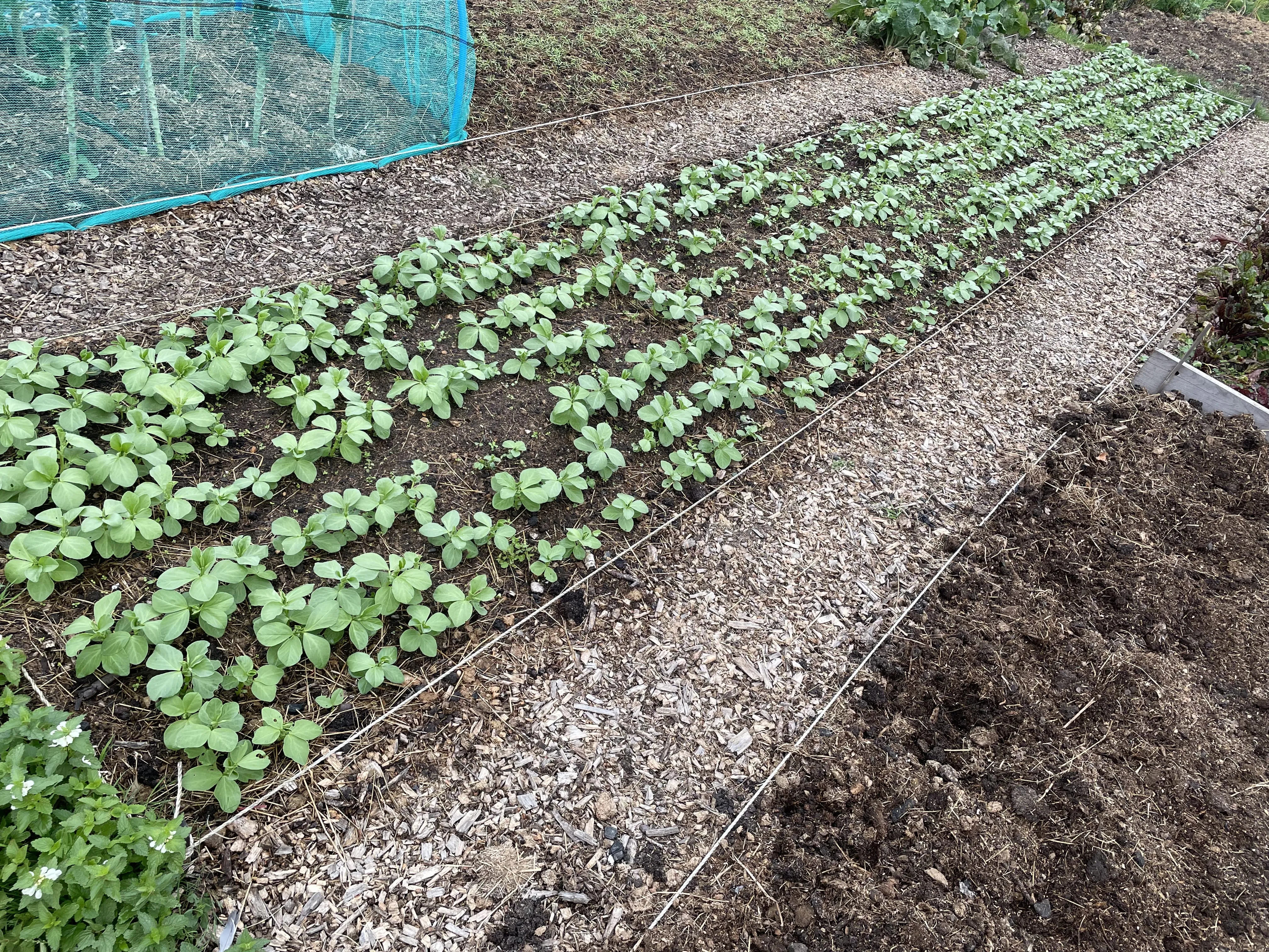 Field bean cover crops.