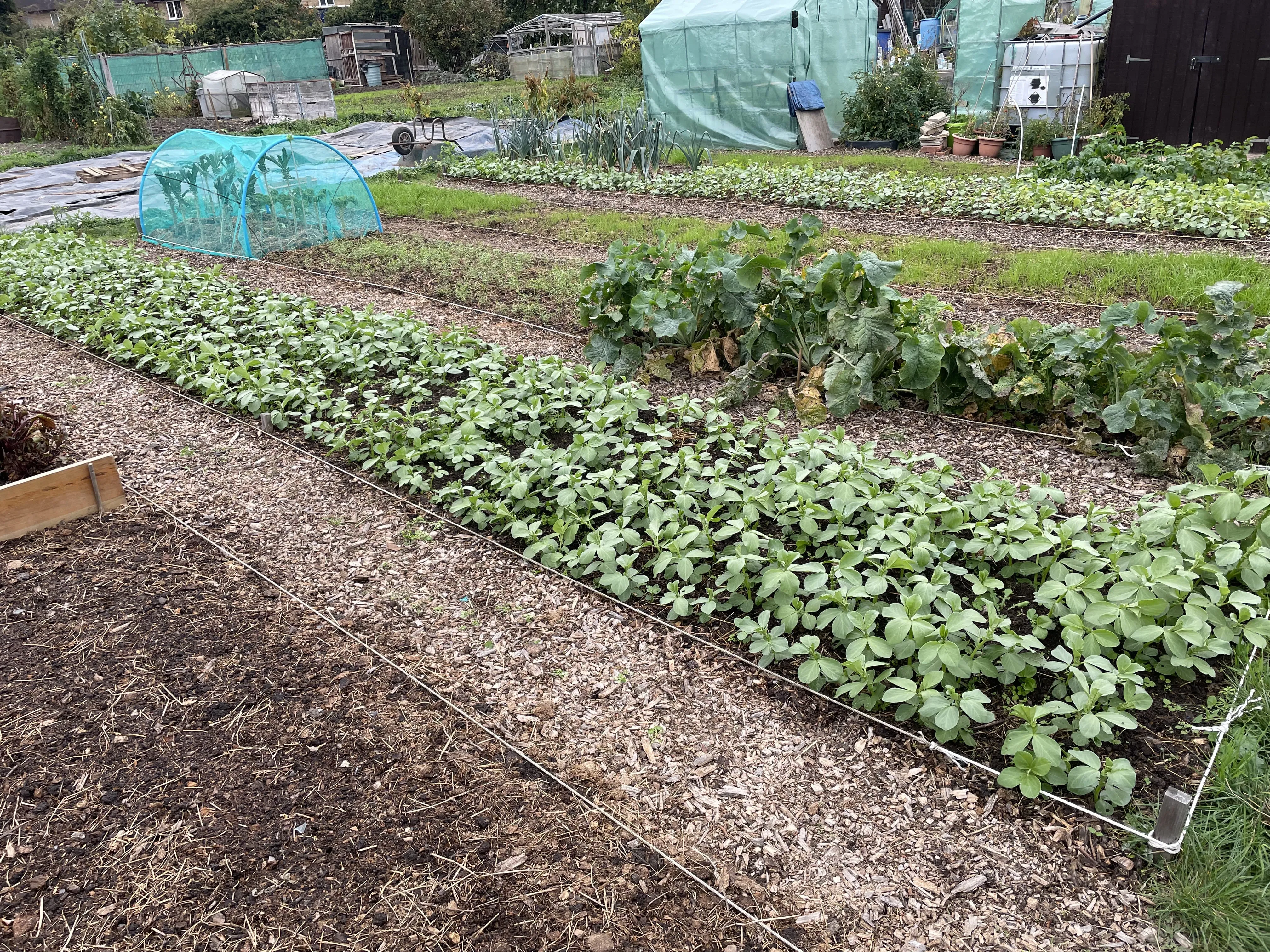 Field bean cover crops.
