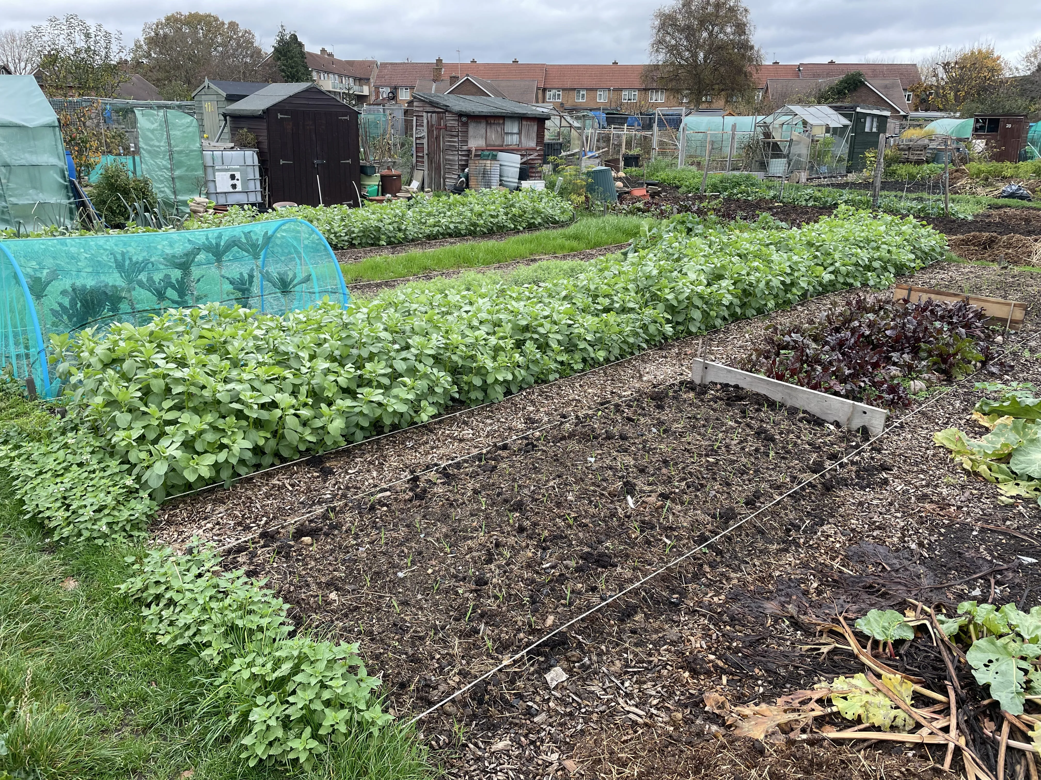 Field bean cover crops.