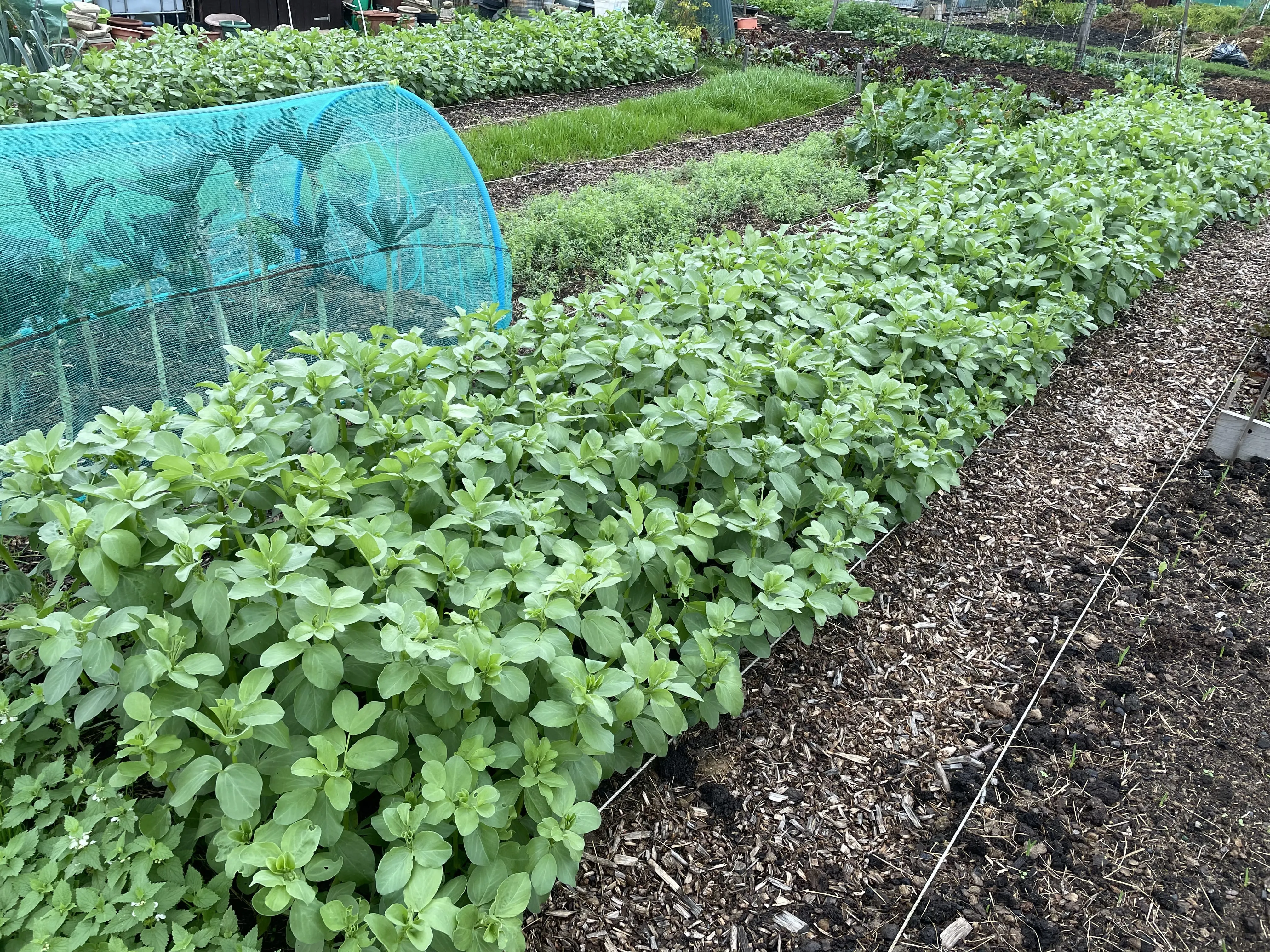 Field bean cover crops.