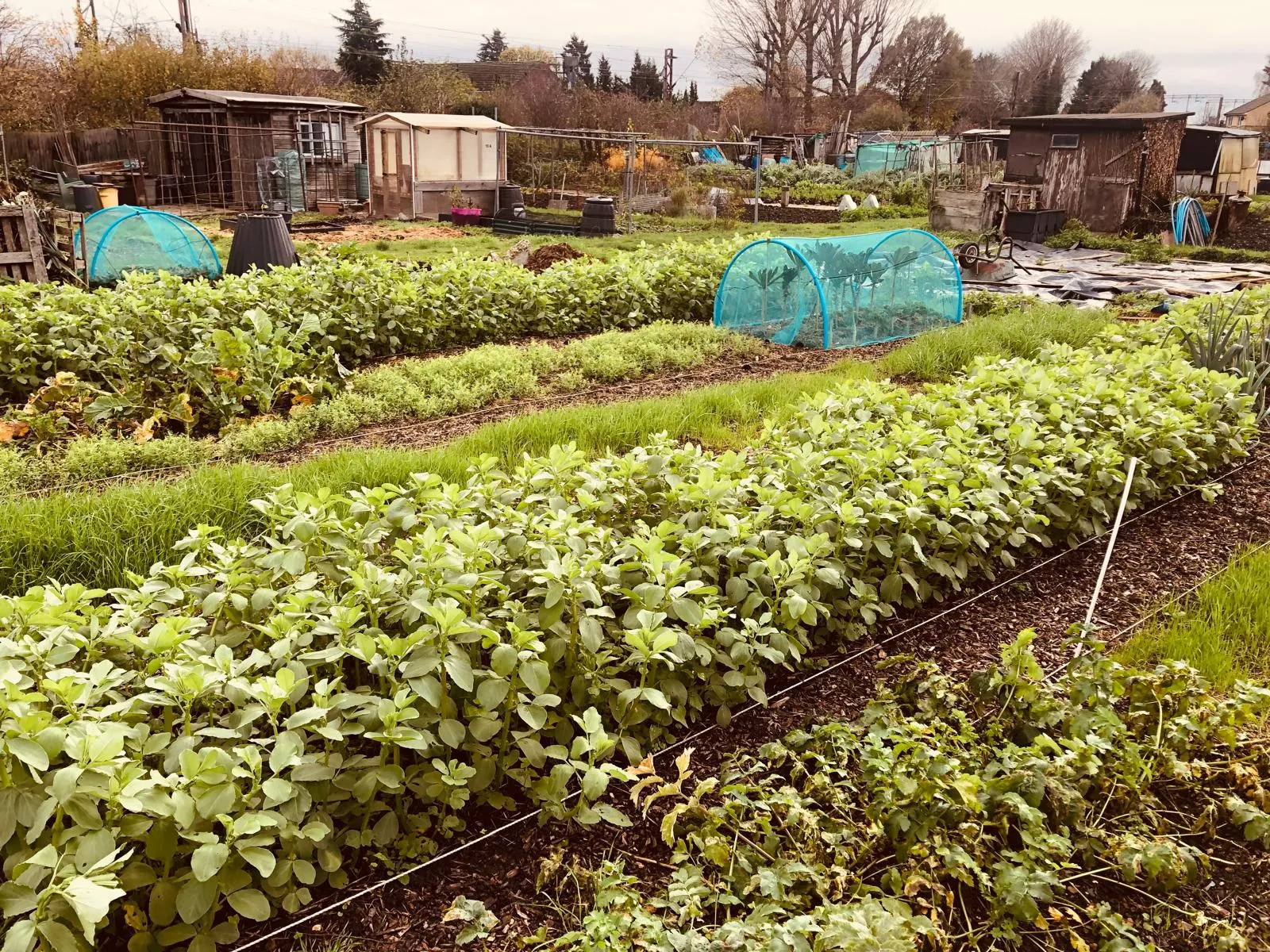 Field bean cover crops.