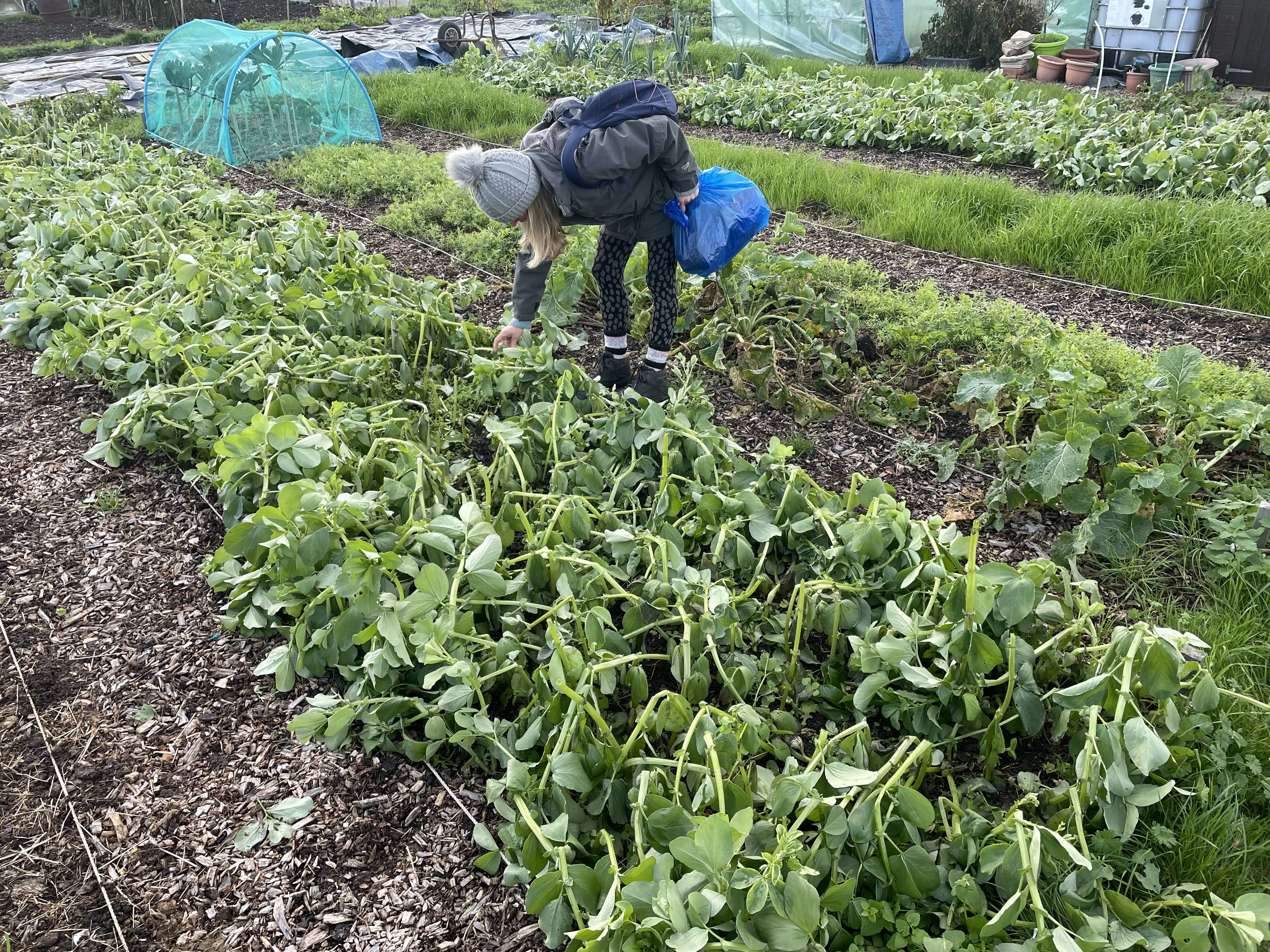 Ground prepared for cover crops.