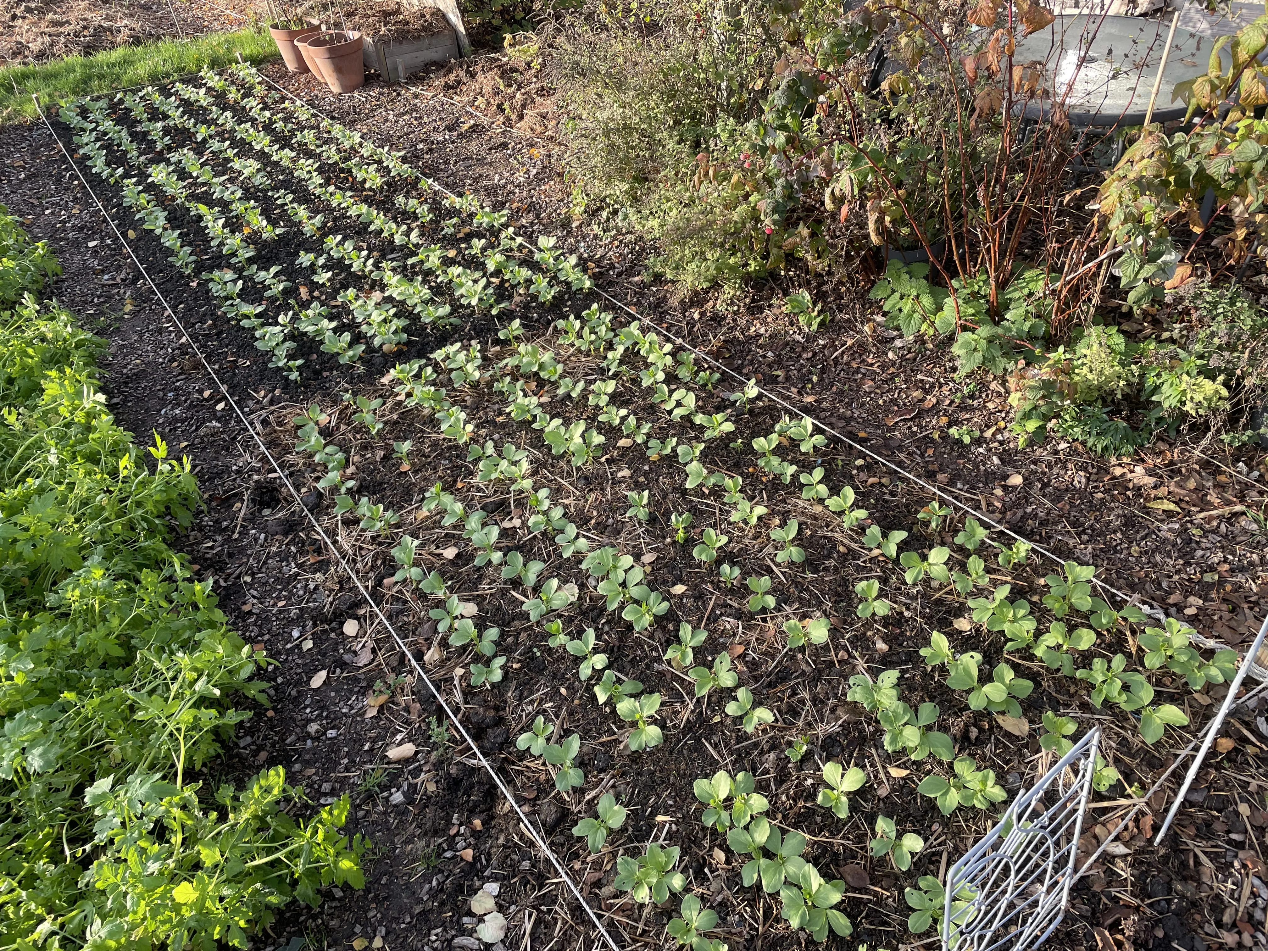 Field bean cover crops.