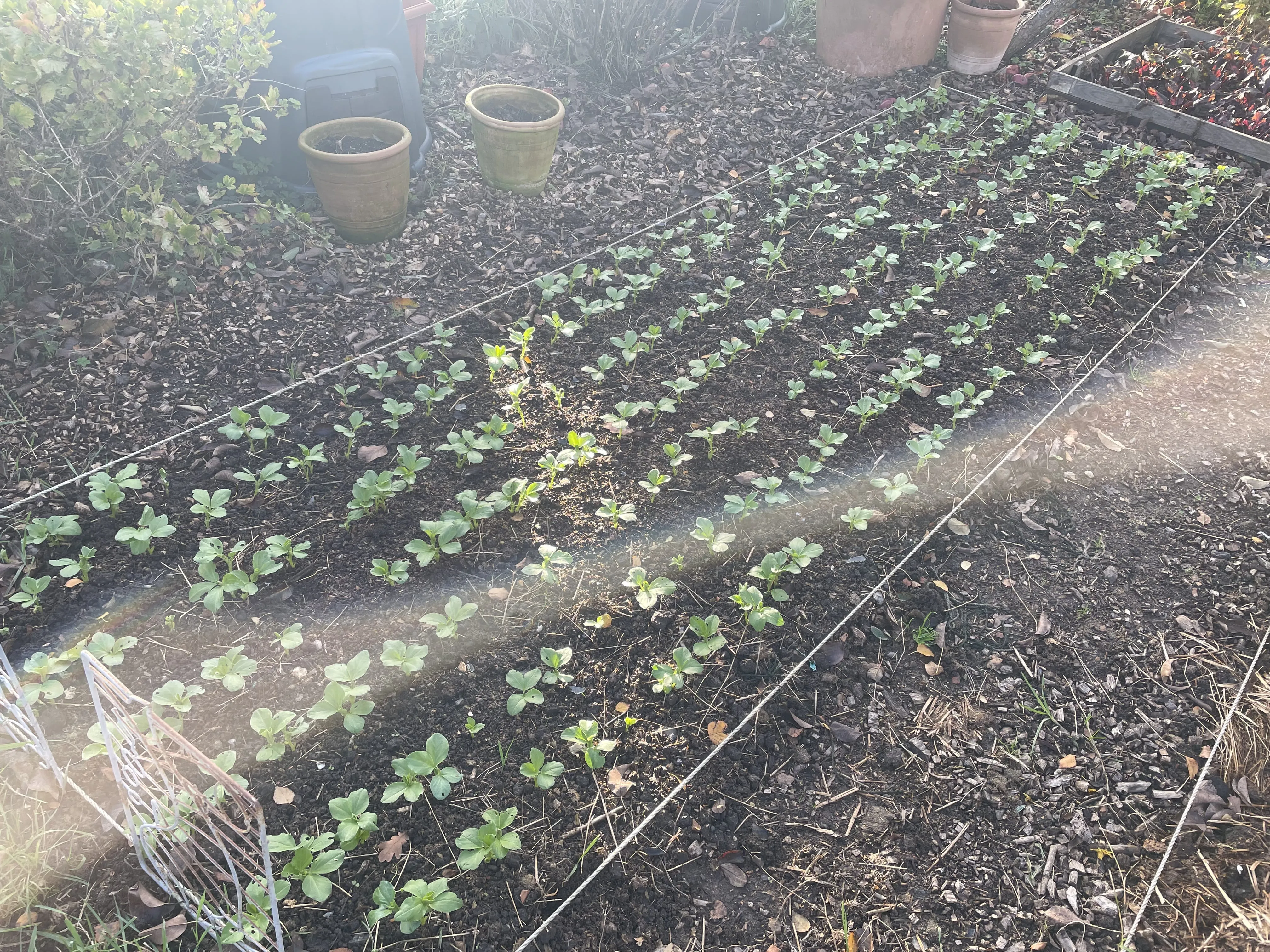 Field bean cover crops.