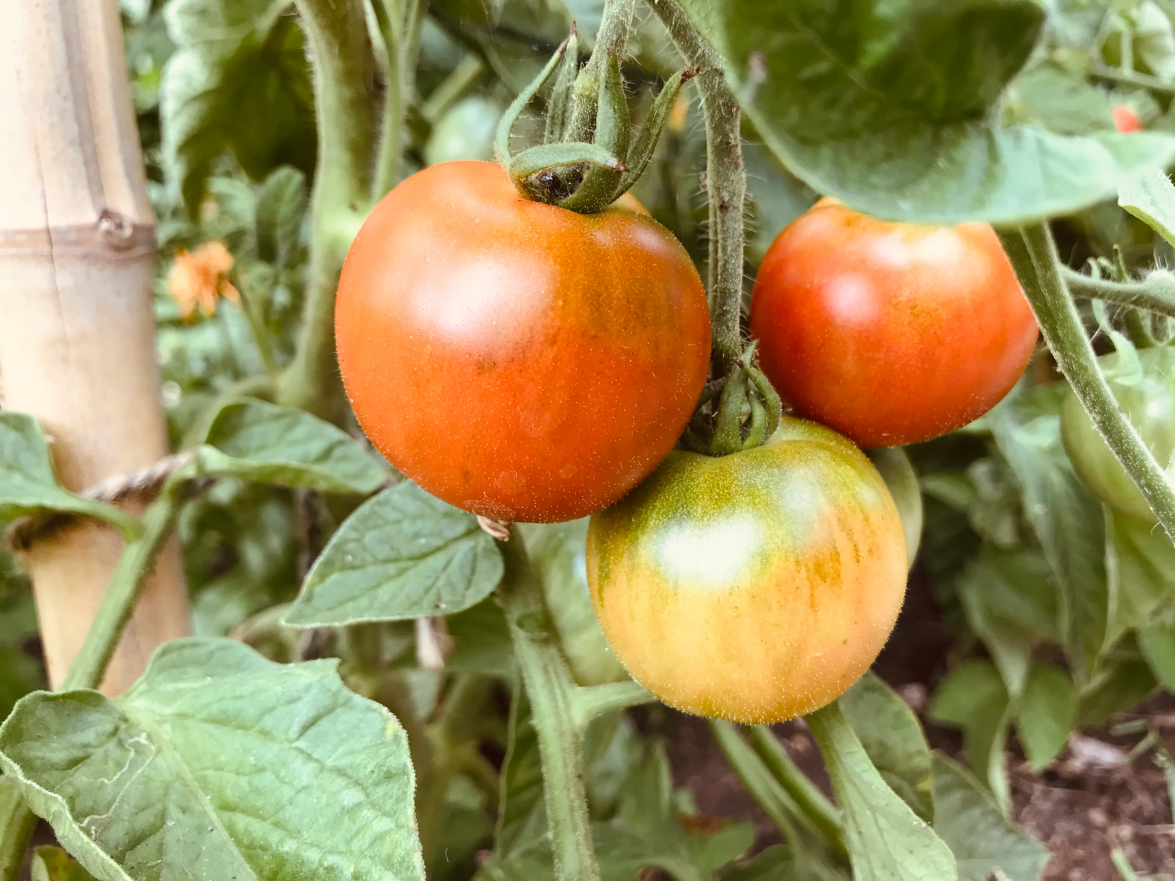 Boxes of tomatoes from the allotment.