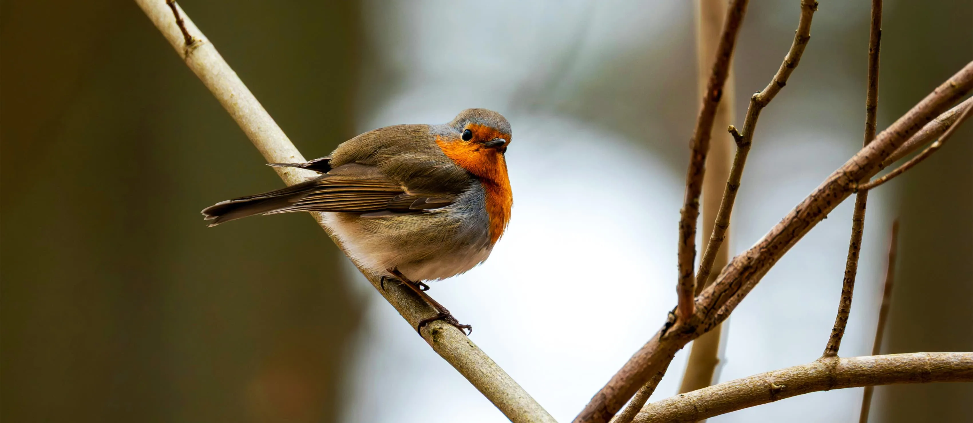 Robin red breast on a branch