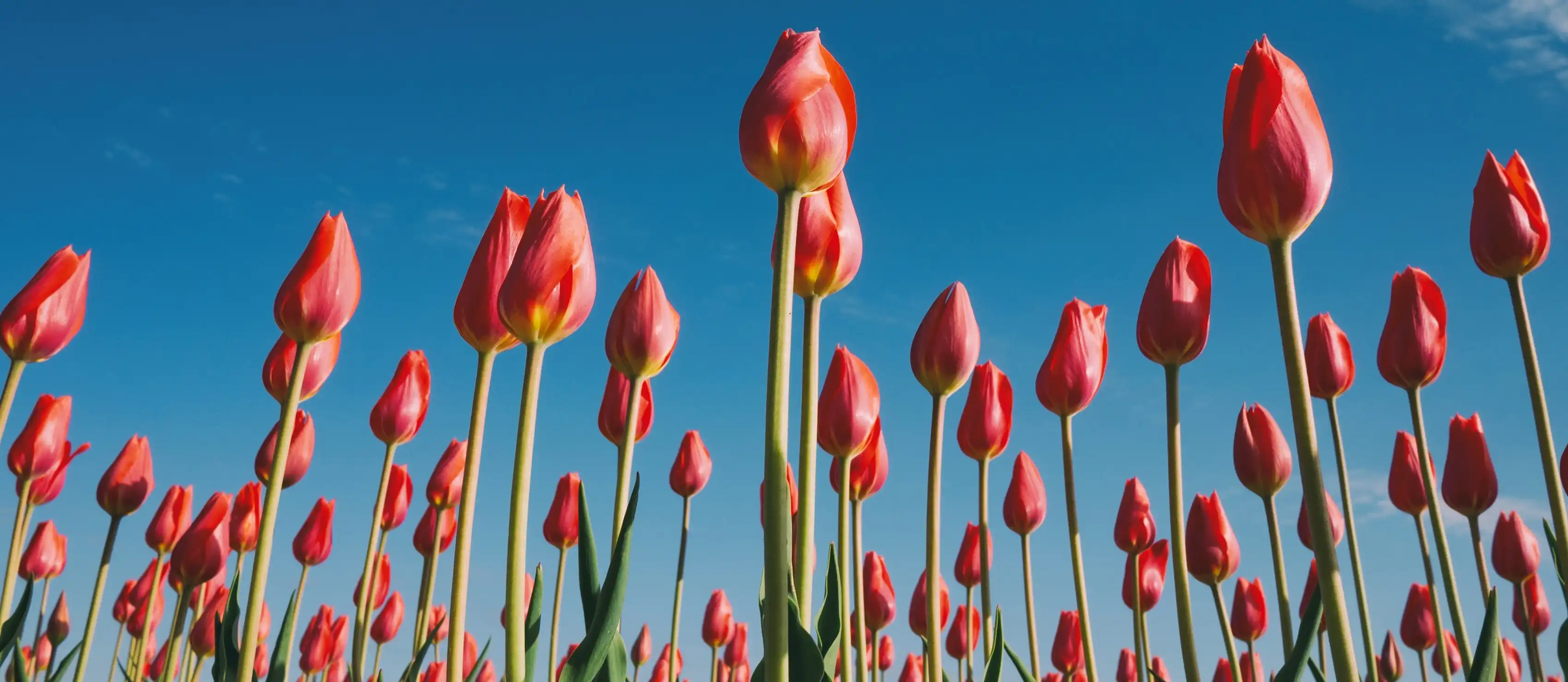 Tulips