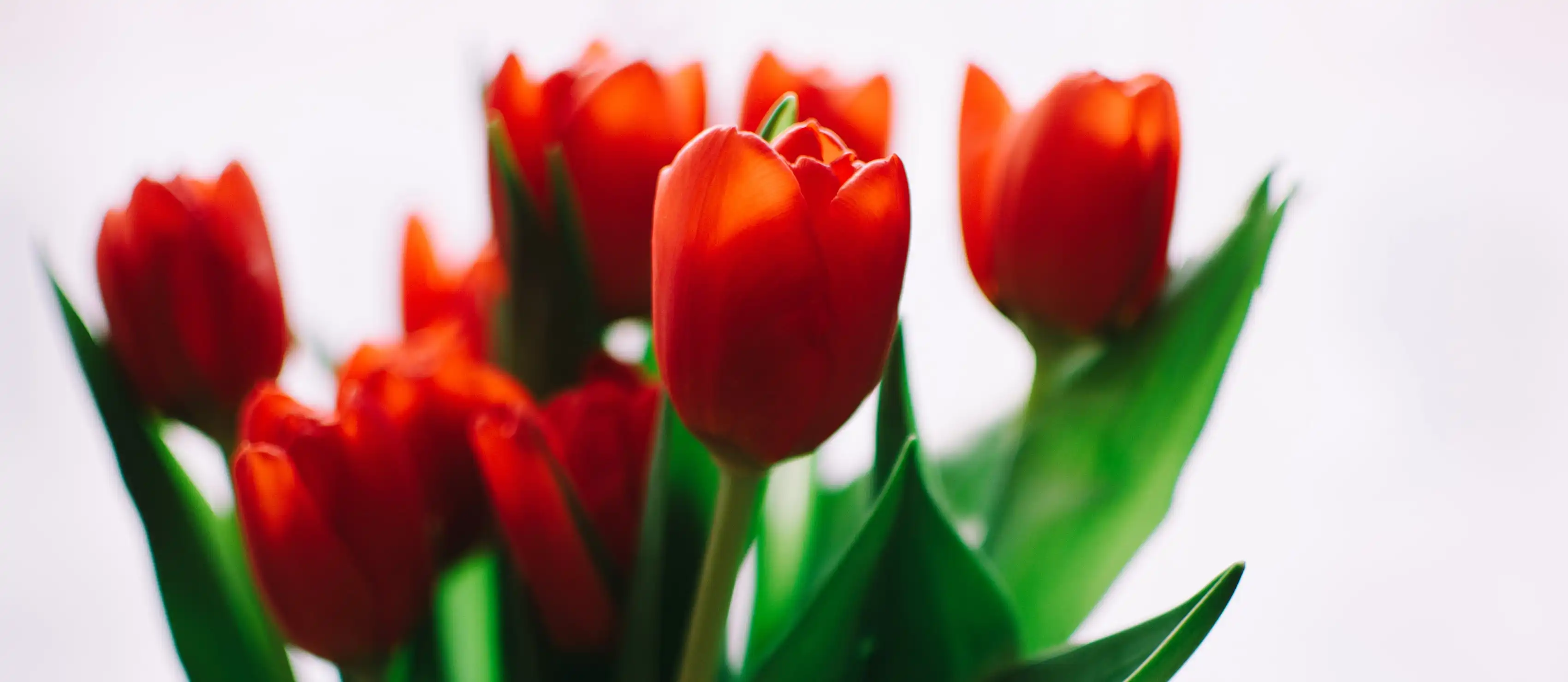 Red Tulips