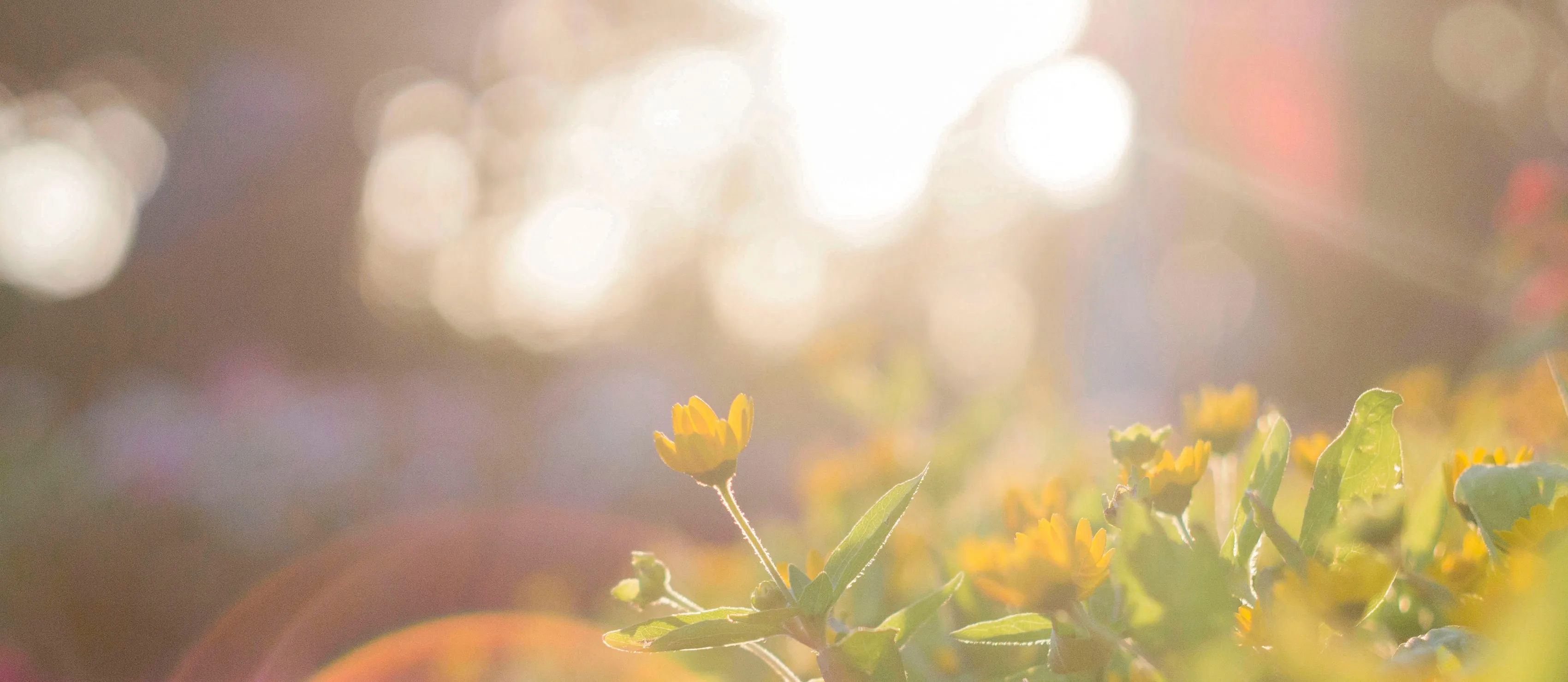 Sun shining on flowers