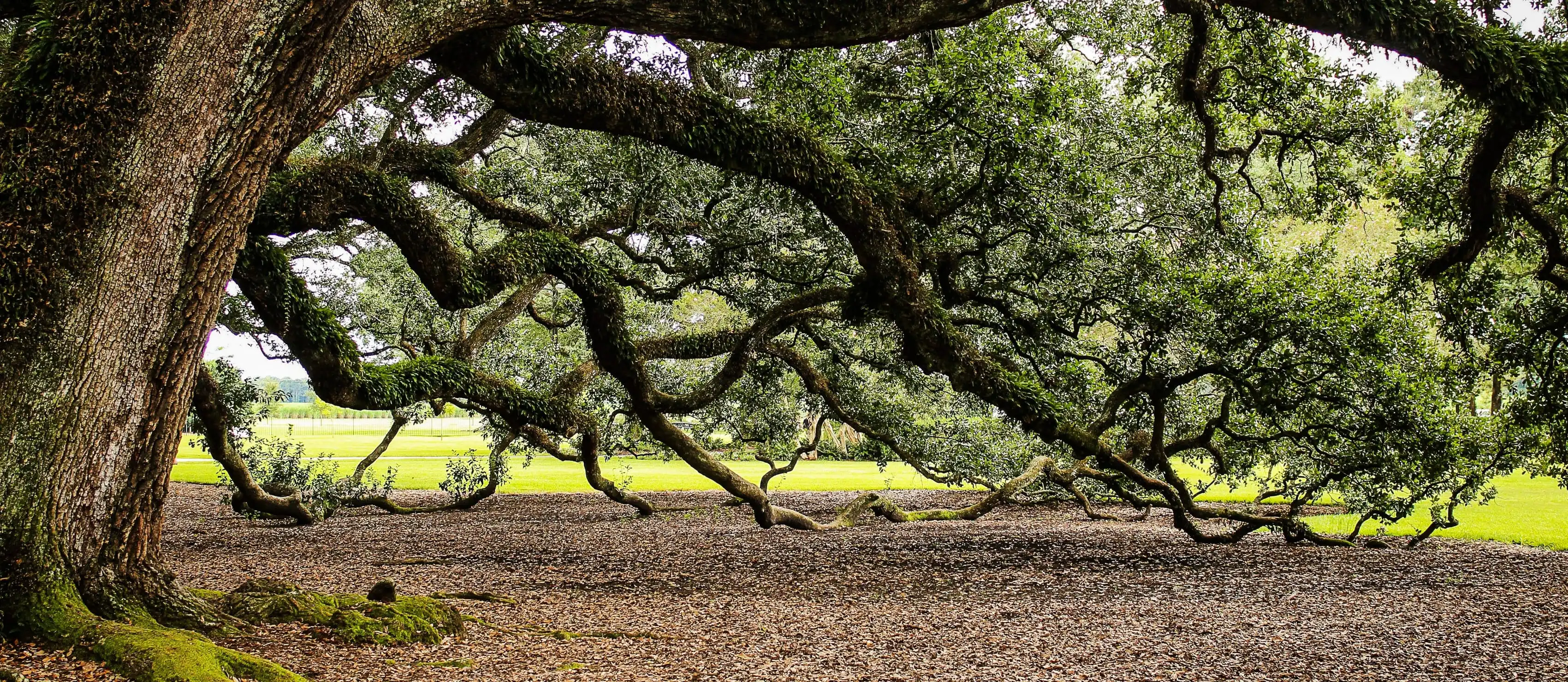 A tree representing the eight limbs of yoga.