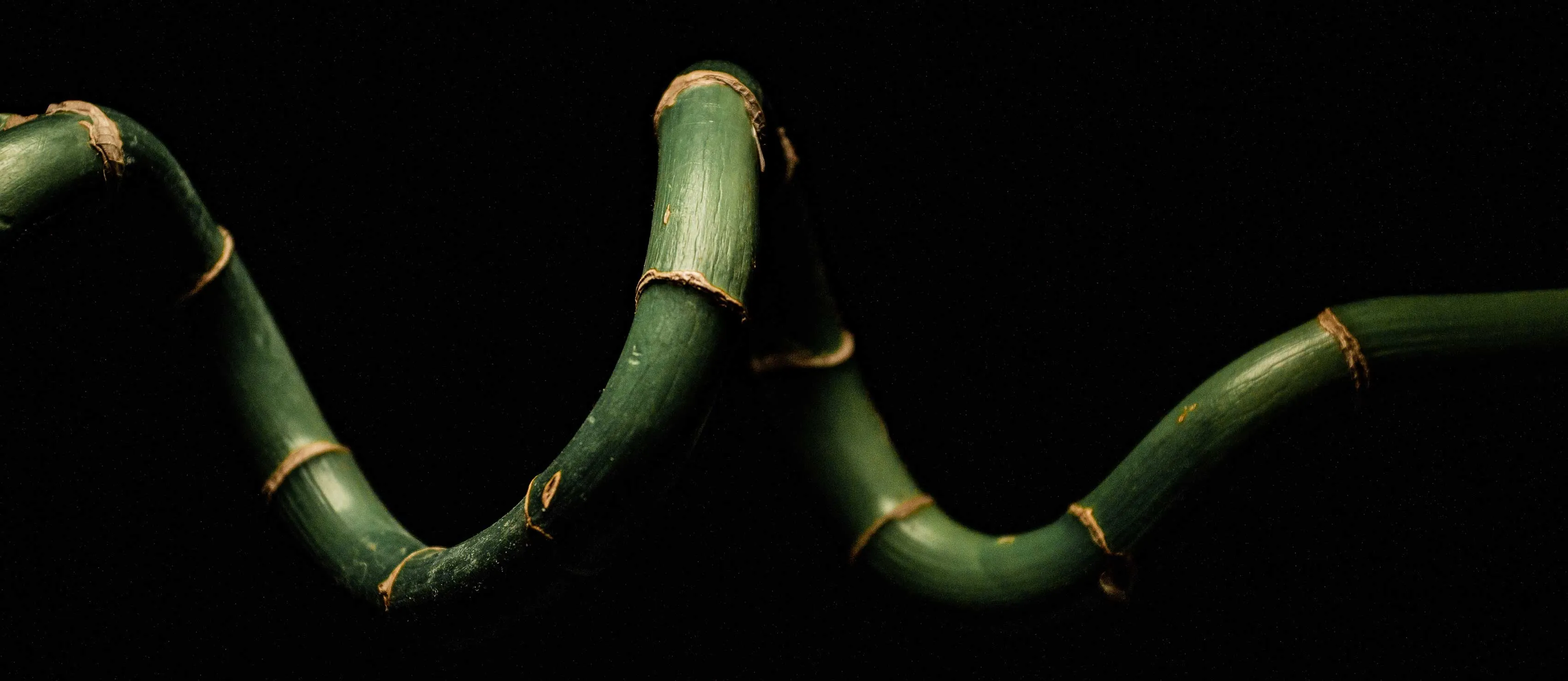 Twisting bamboo tree