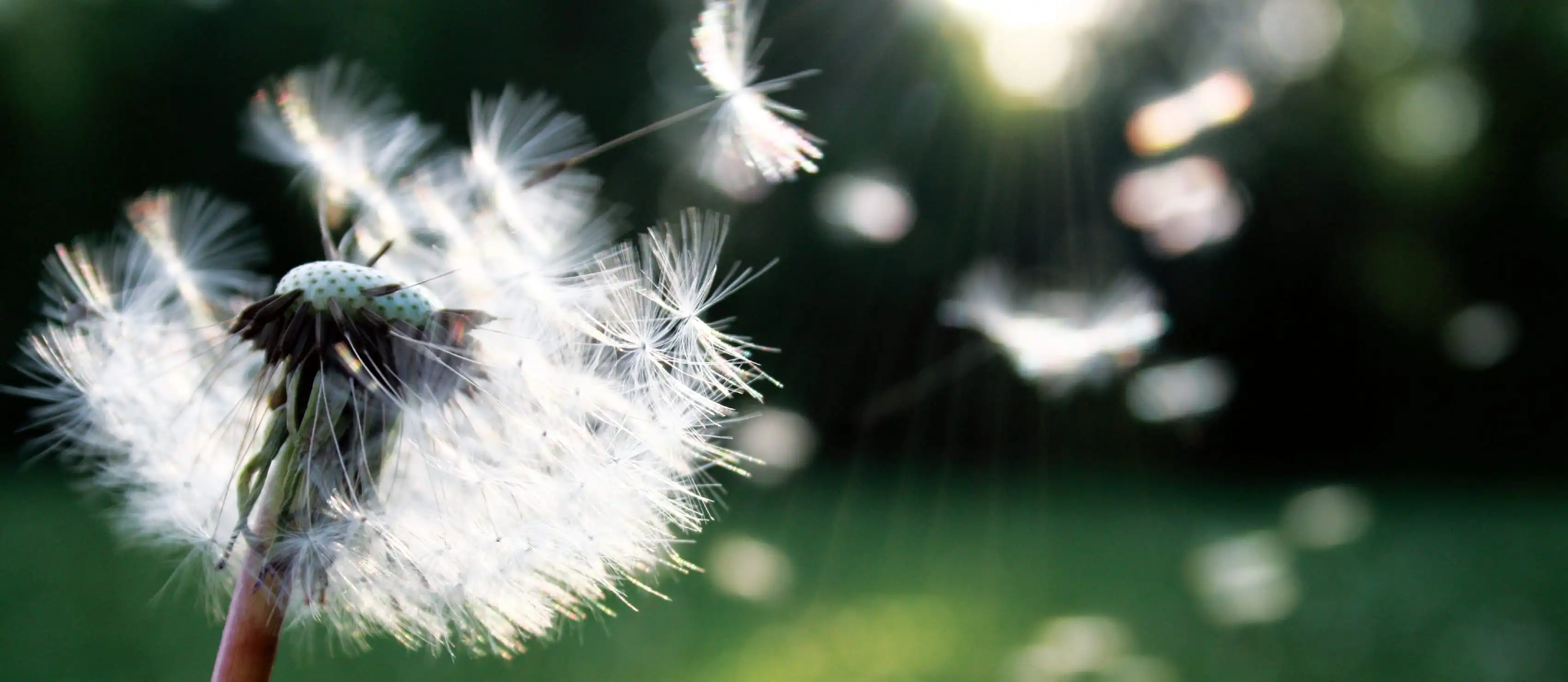 Dandelion being blown