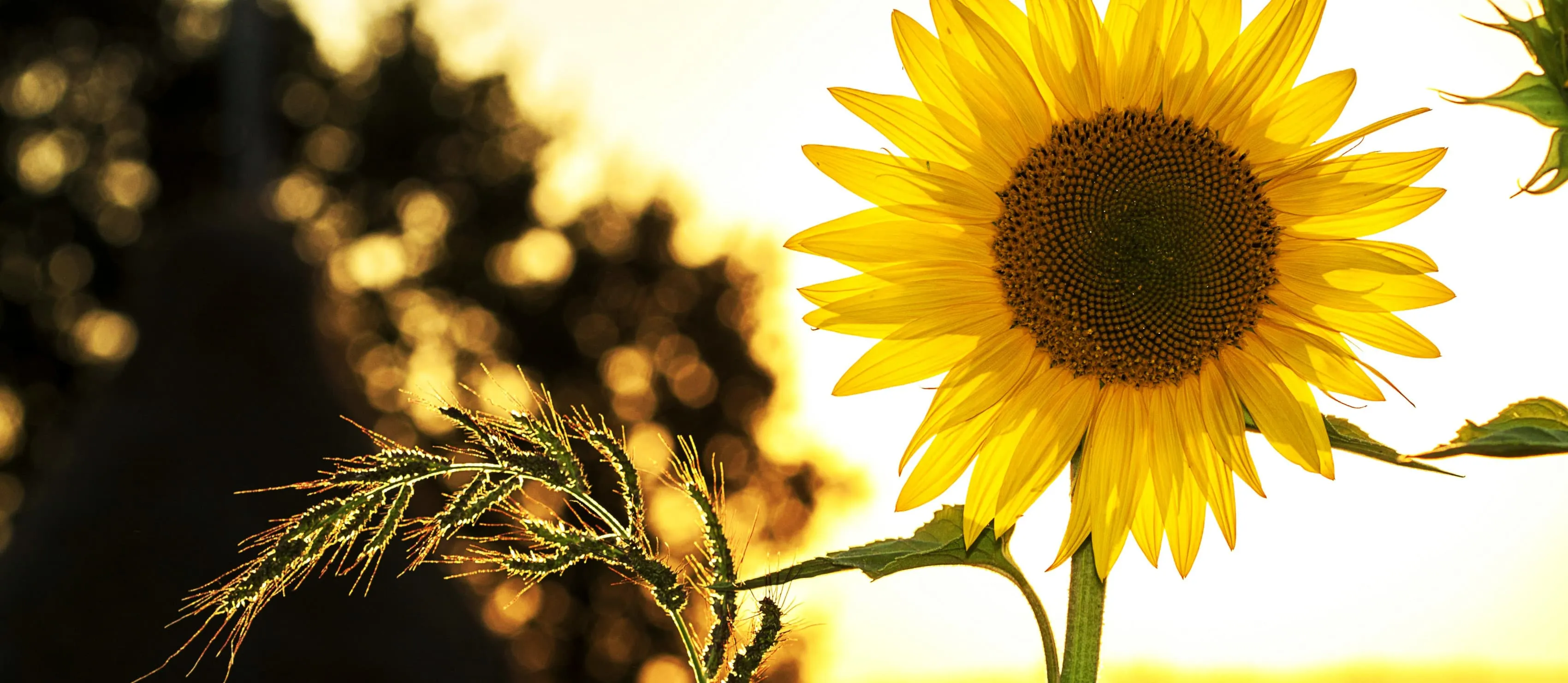 Sunflower in front of blurred background