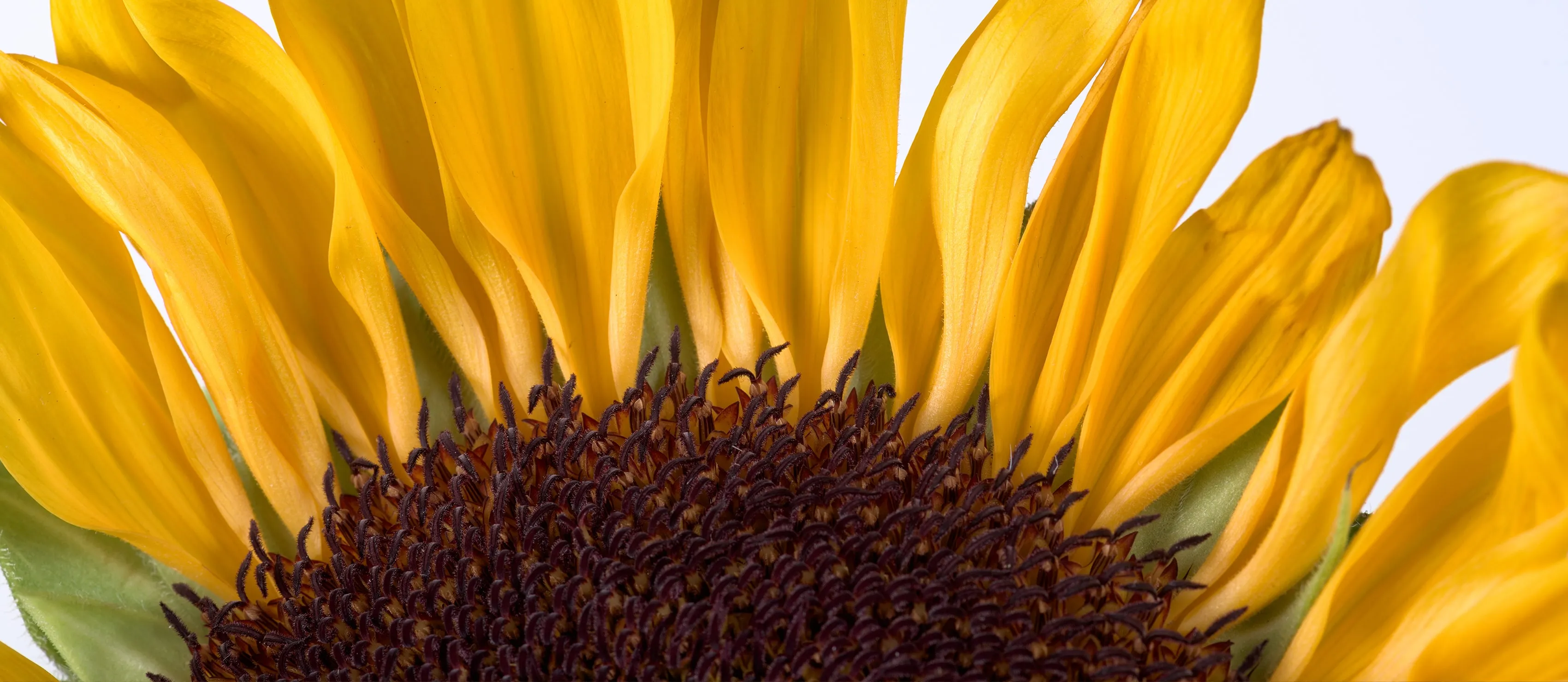 Close up of a sunflower