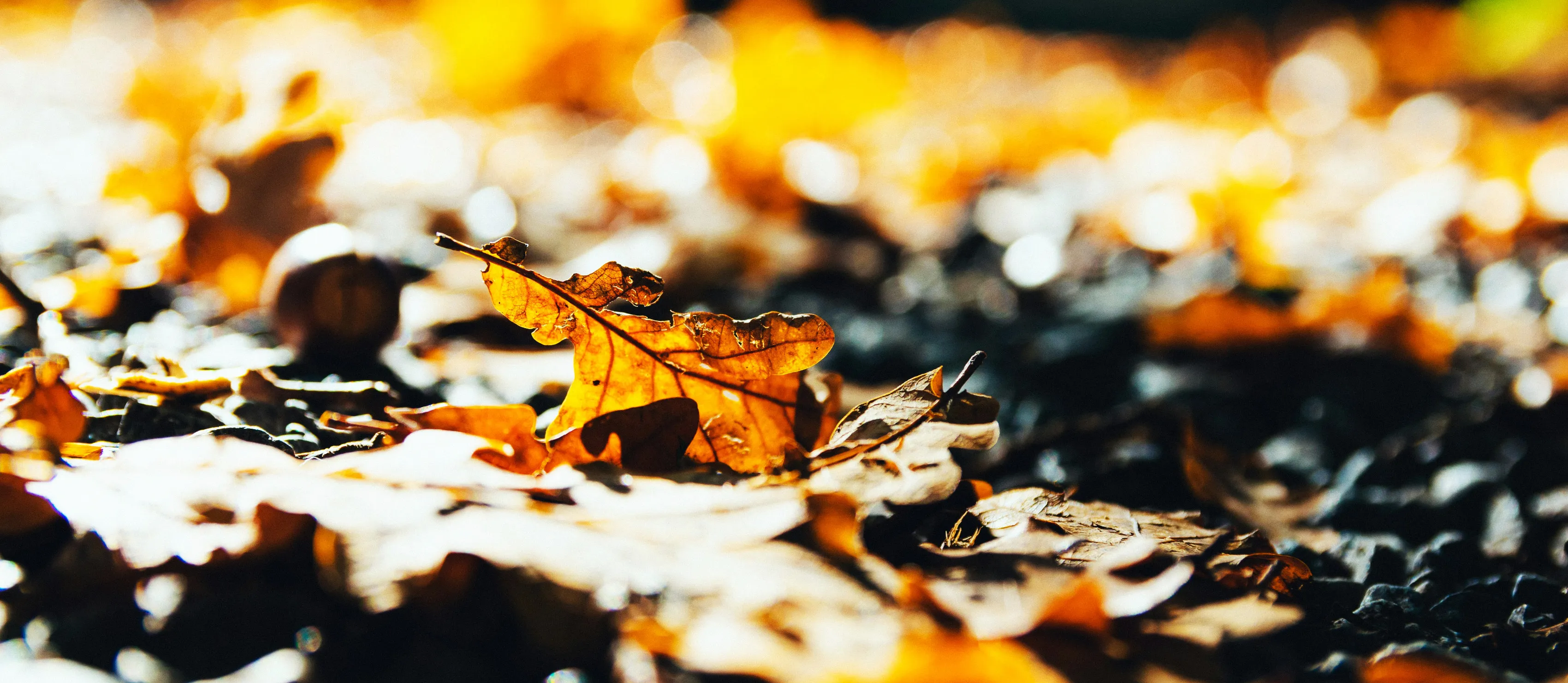 Autumnal leaf laying on the ground