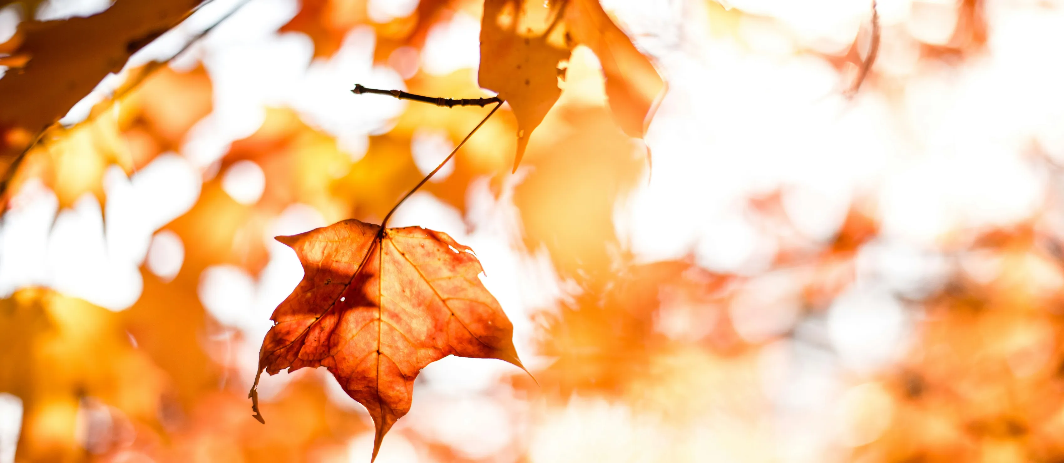 Beautiful autumn leaves.