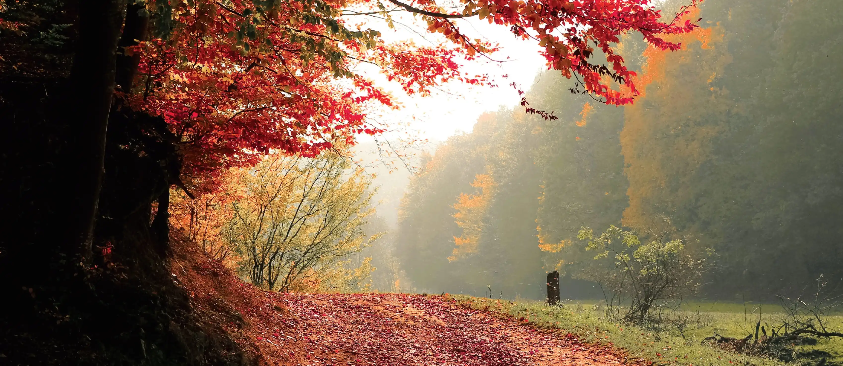 Autumnal dirt road scene