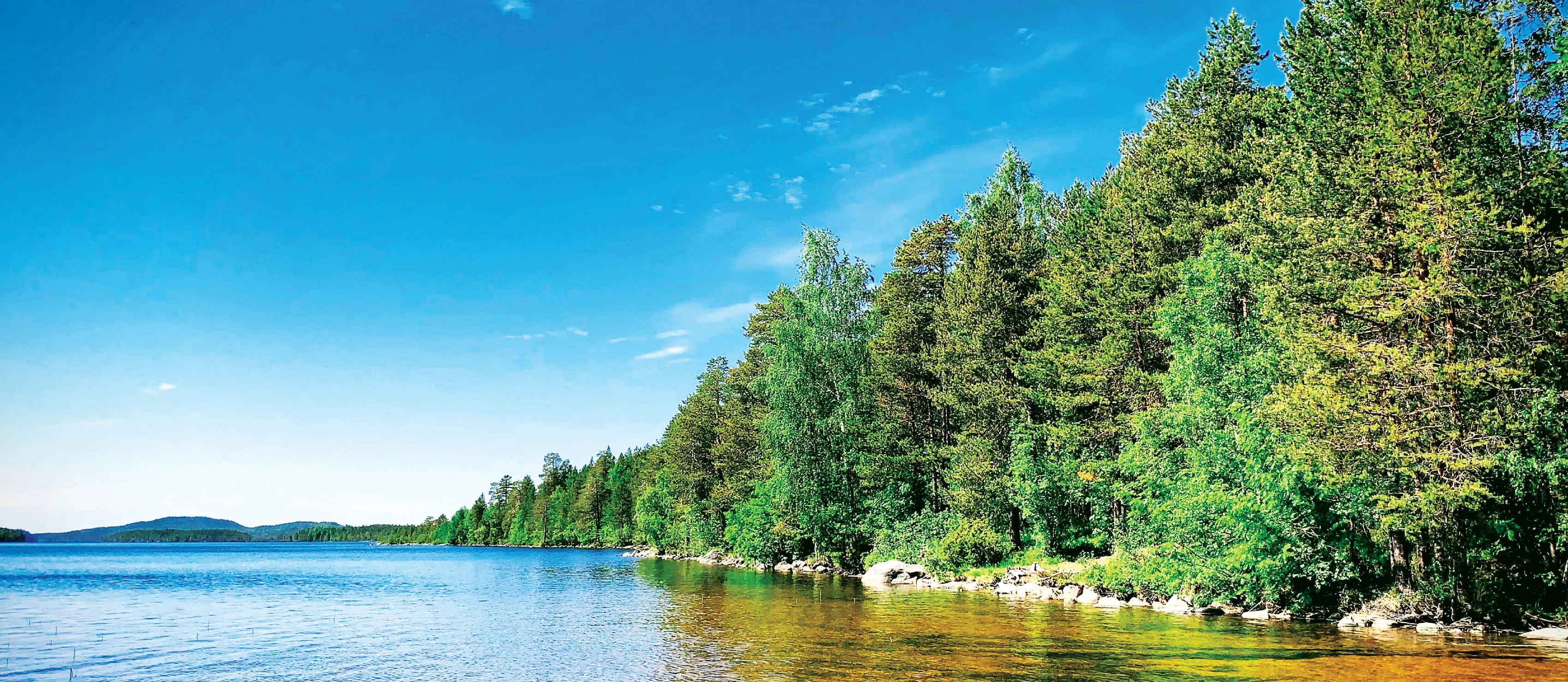 Trees by side of a lake