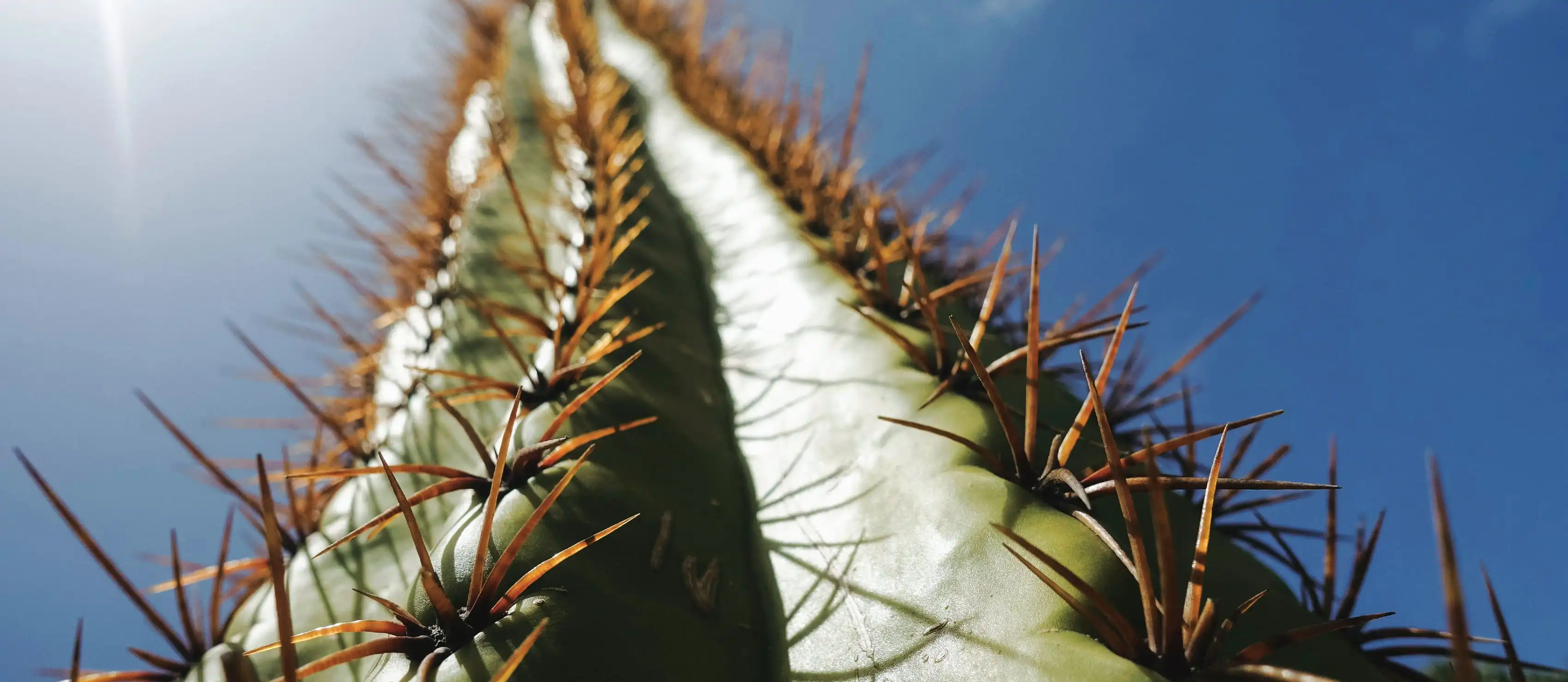 Spine of a cactus