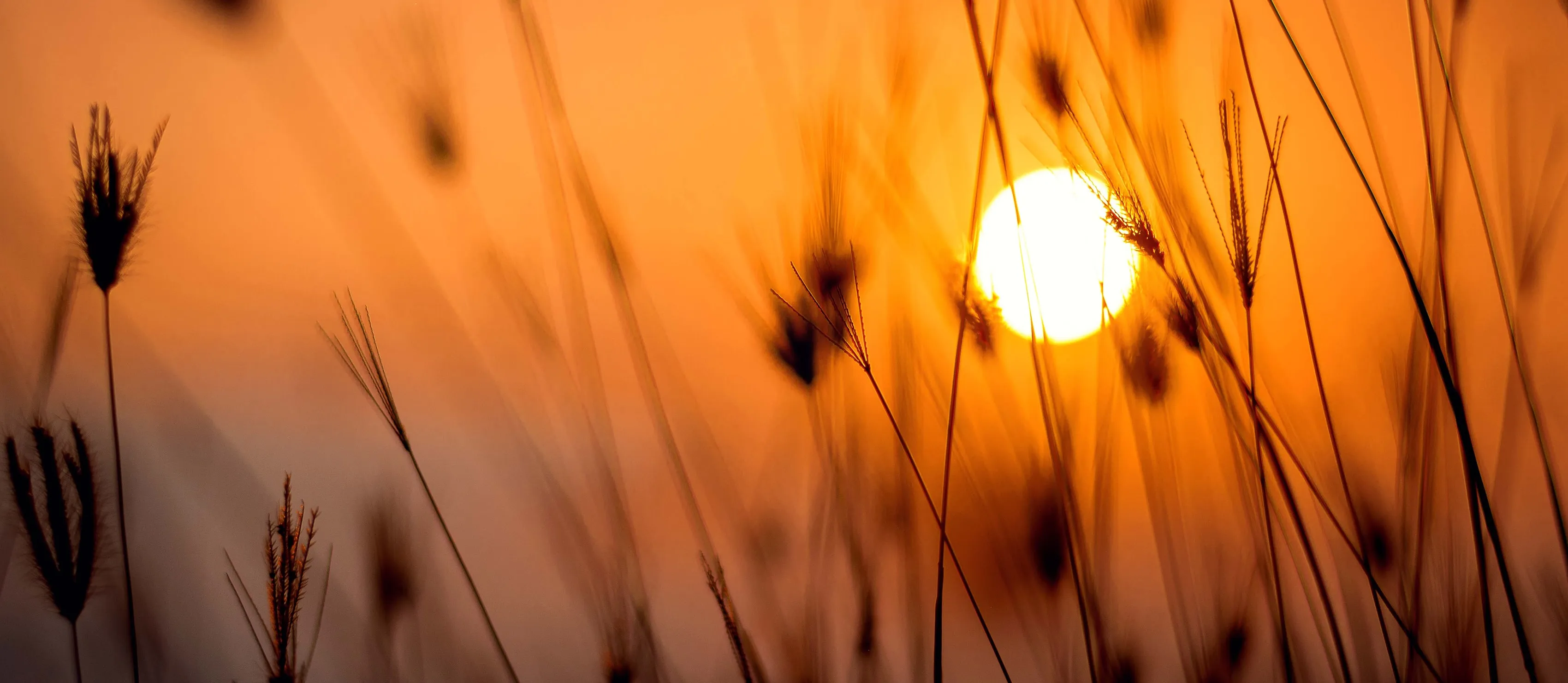 Sun through tall grass