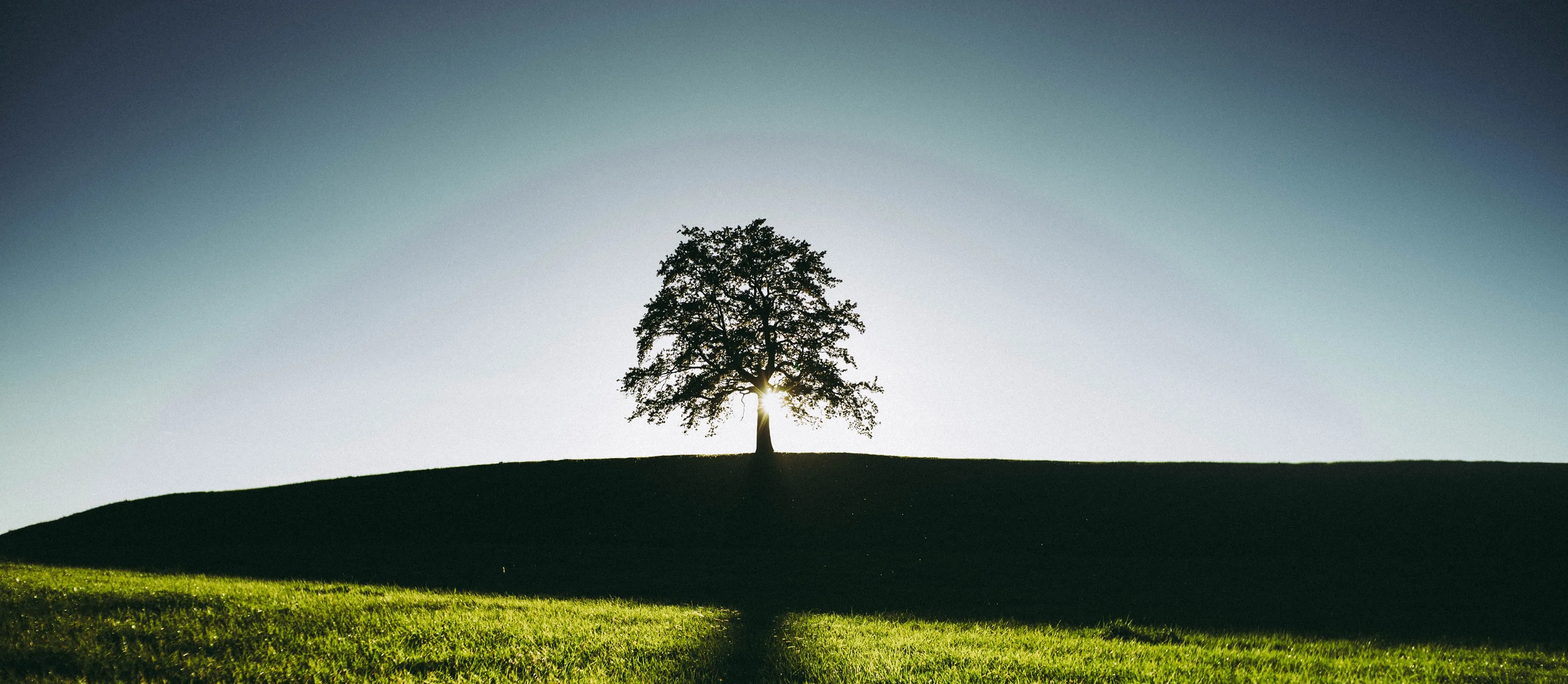 Oak Tree