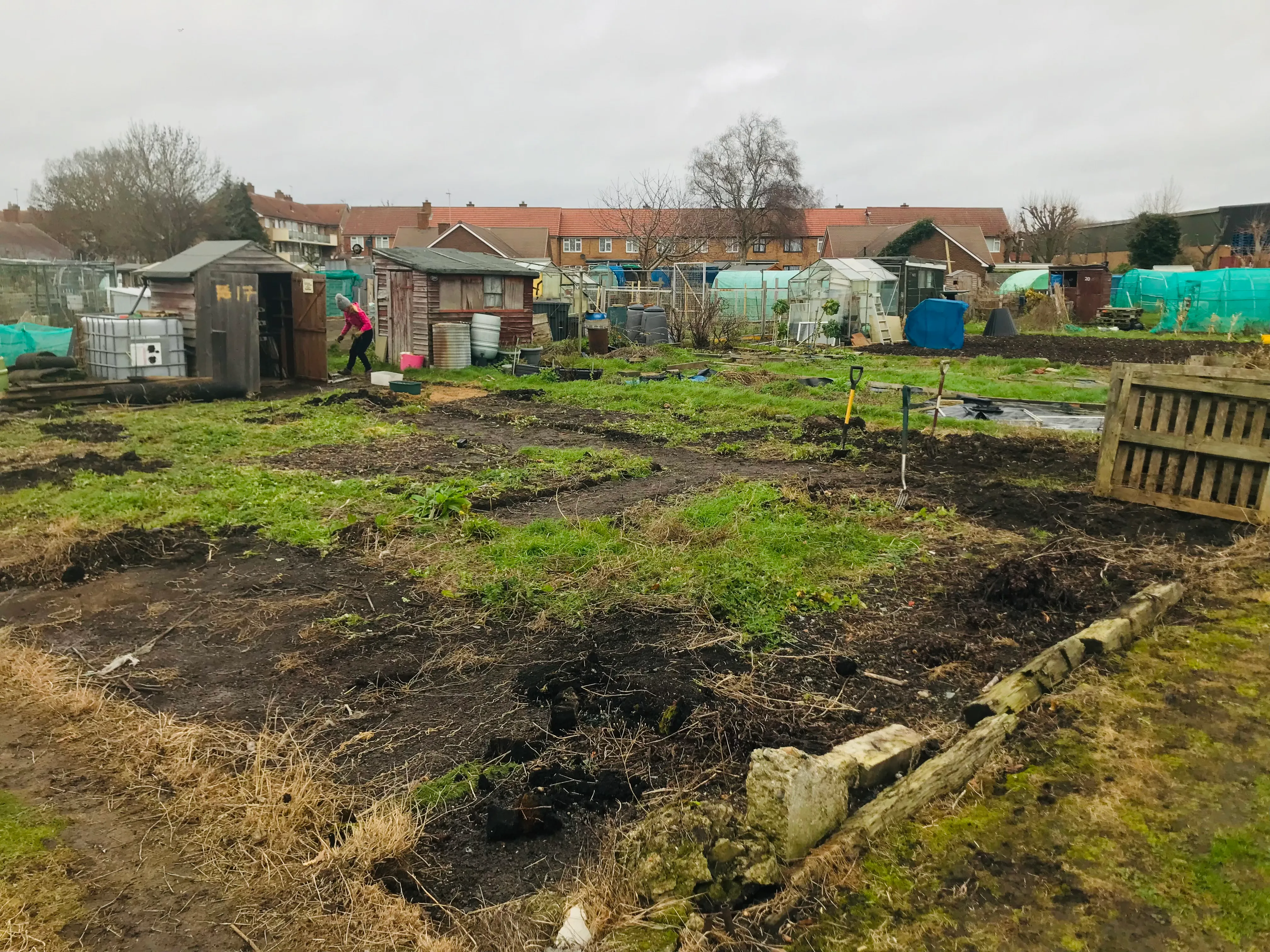 Clearing an allotment plot.