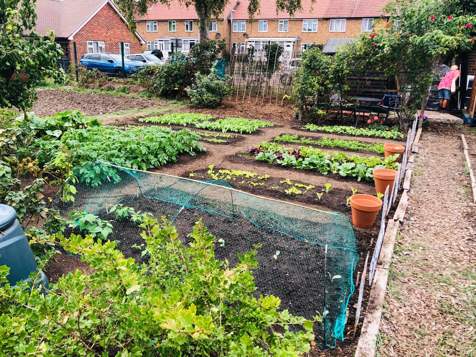 Early crops on the allotment.