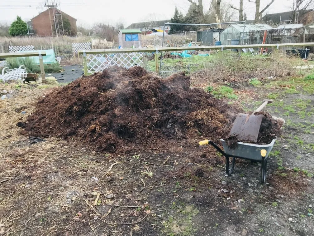 Spreading manure on an allotment plot.