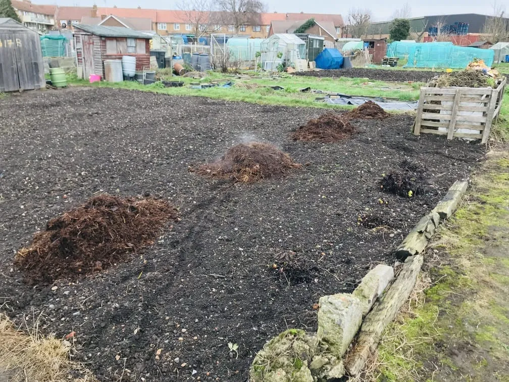 Spreading manure on an allotment plot.