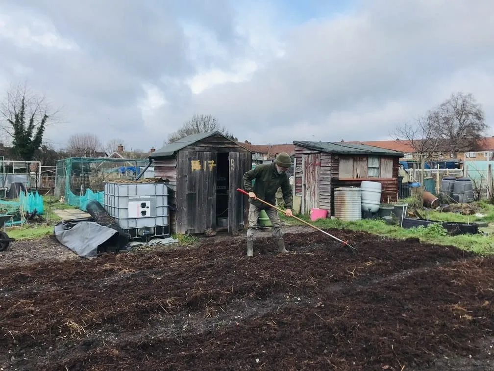 Spreading manure on an allotment plot.