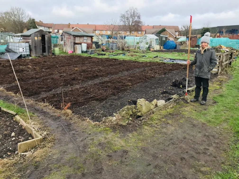 Spreading manure on an allotment plot.