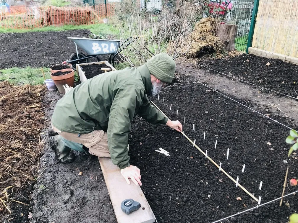 Planting garlic on an allotment.