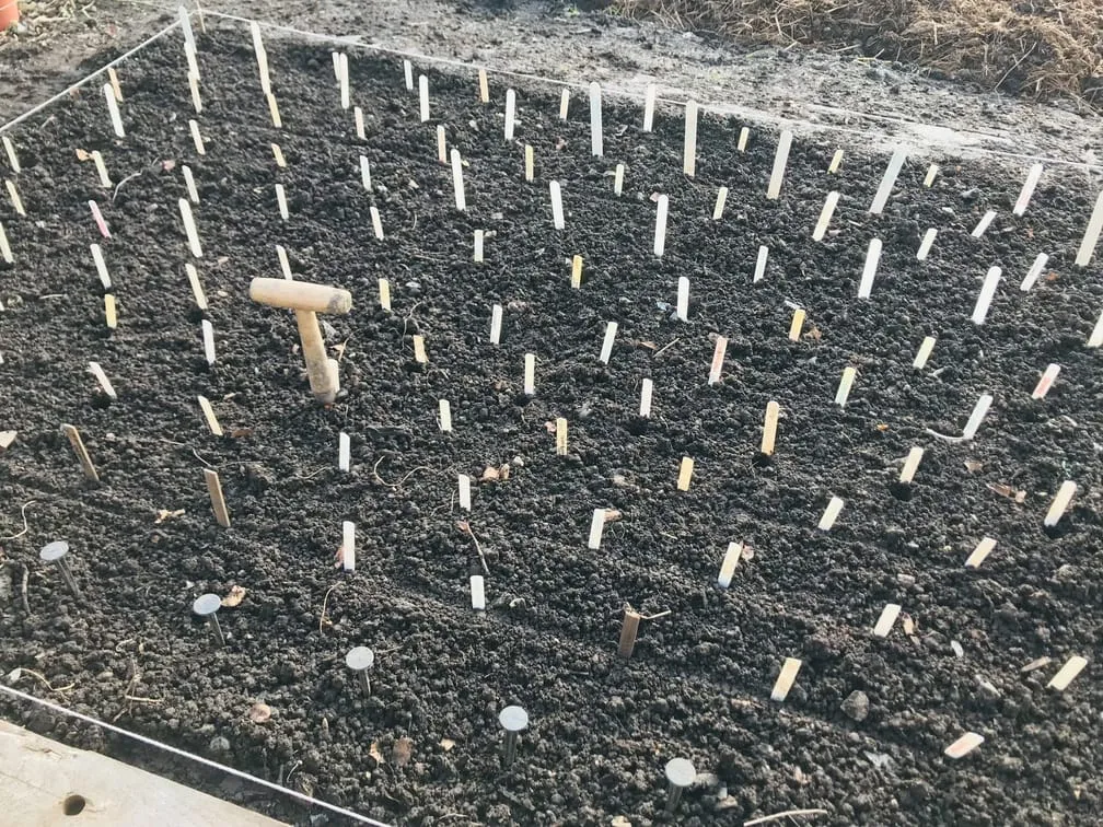 Planting garlic on an allotment.