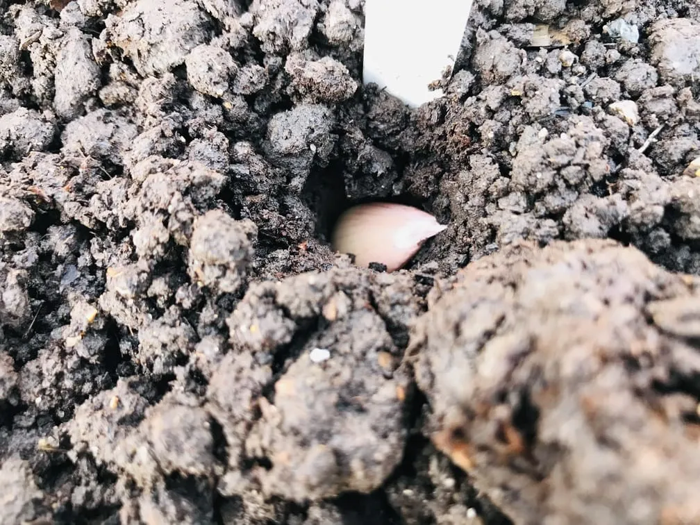 Planting garlic on an allotment.