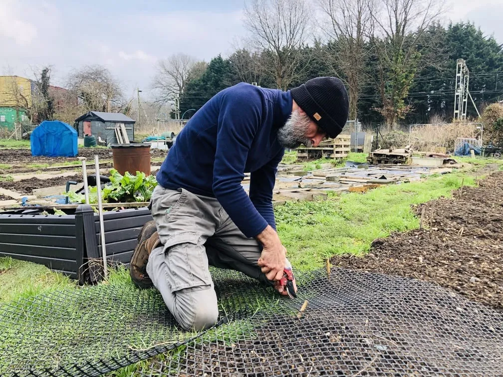 Making a pea trellis on the allotment.