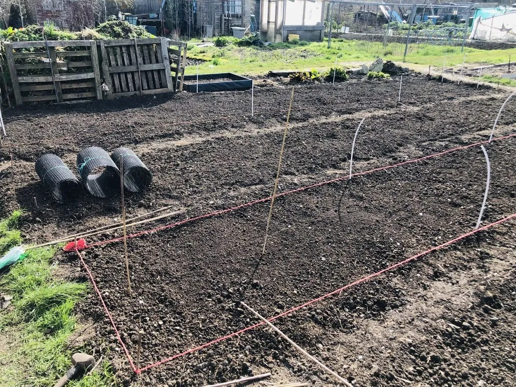Building a pea trellis on the allotment.