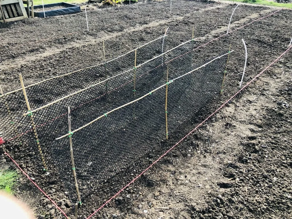 Building a pea trellis on the allotment.