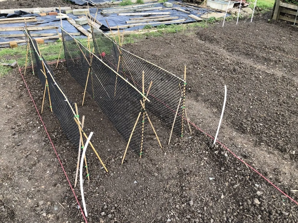 Building a pea trellis on the allotment.