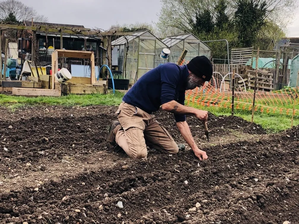 Planting potatoes on the allotment.