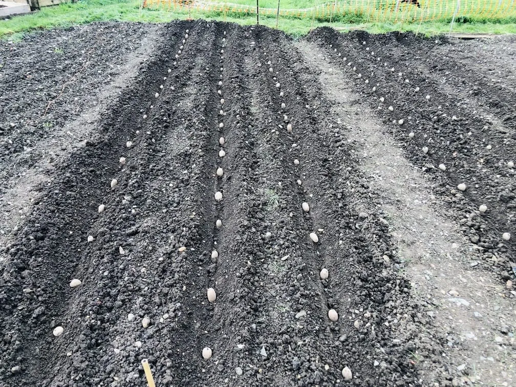 Planting potatoes on the allotment.
