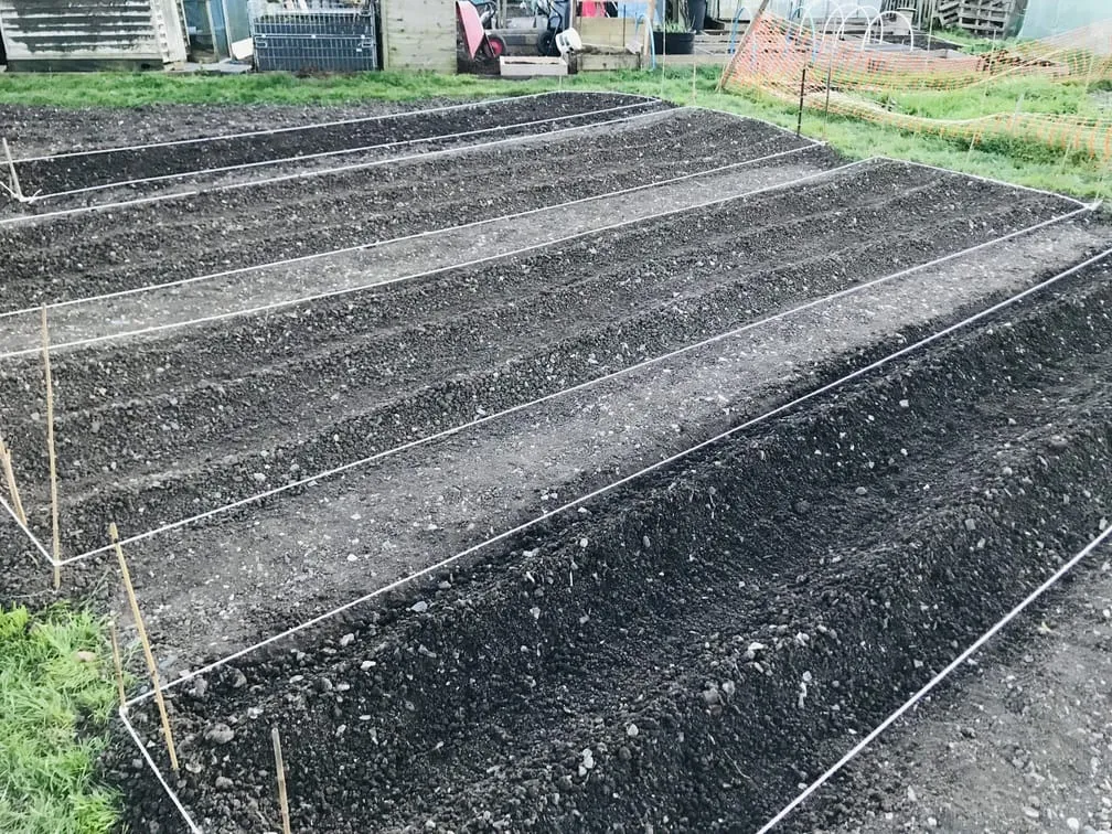Planting potatoes on the allotment.