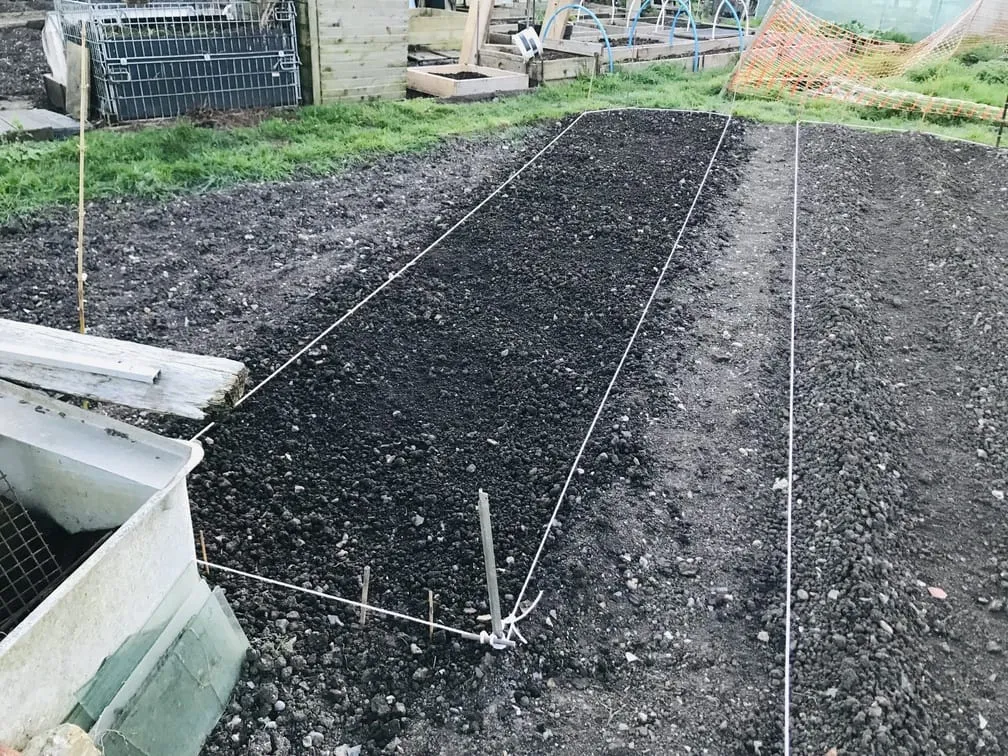 Planting broad beans on an allotment.