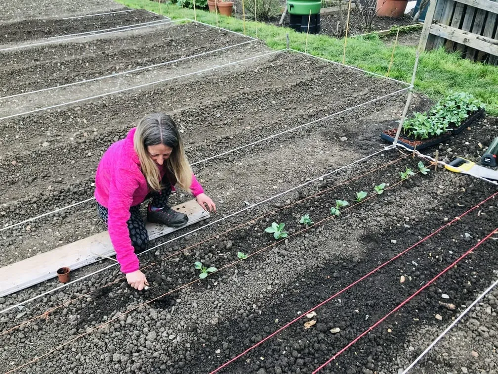 Vicky Salter planting broad beans on an allotment.