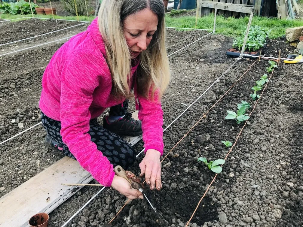 Planting broad beans on an allotment.
