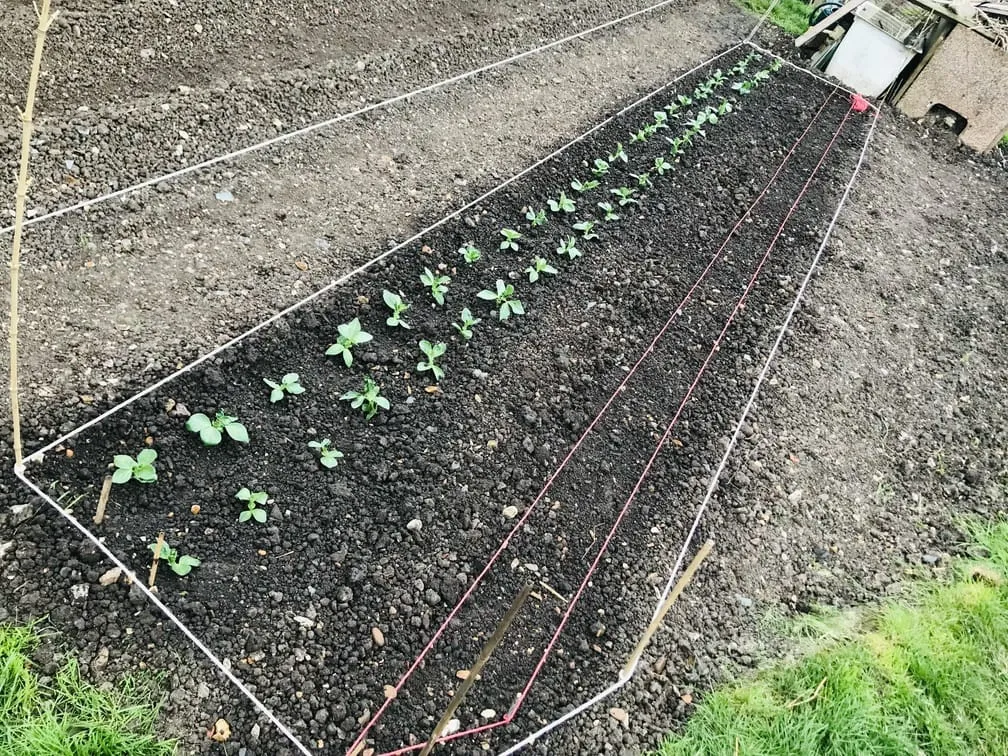 Planting broad beans on an allotment.