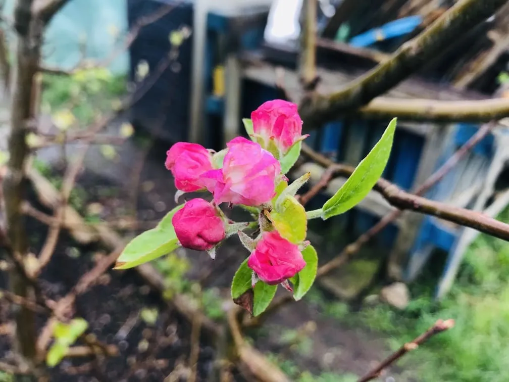 Apple tree blossom.