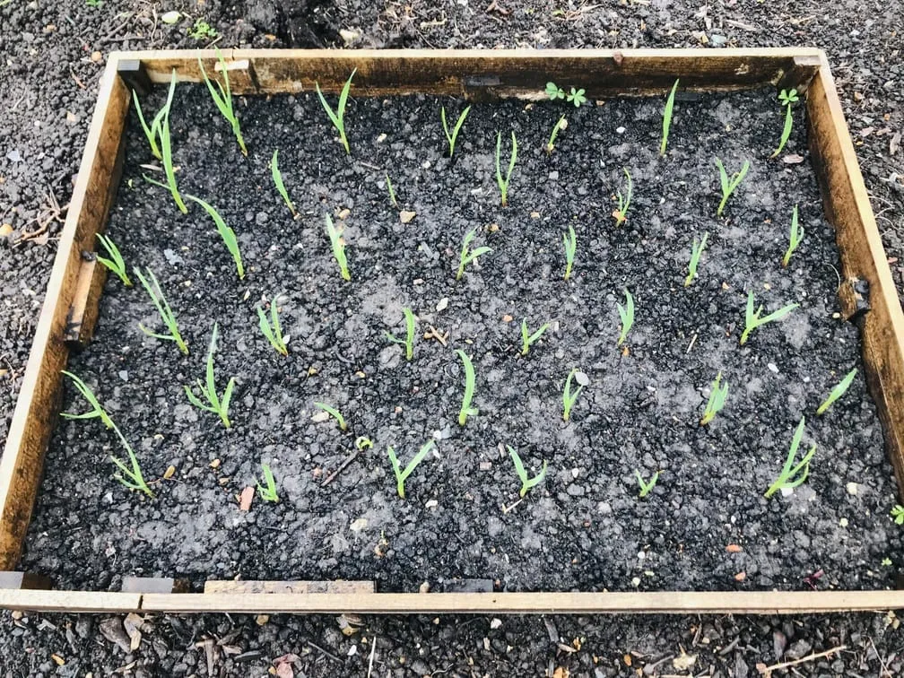 Garlic growing well.