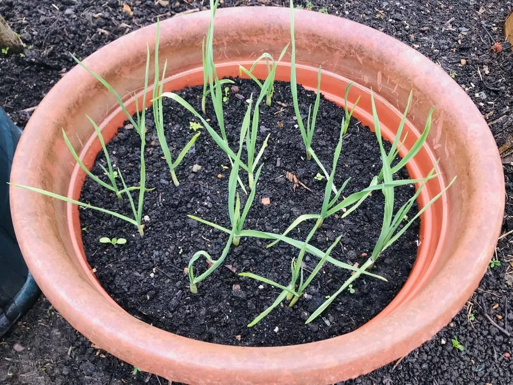 Garlic growing well.