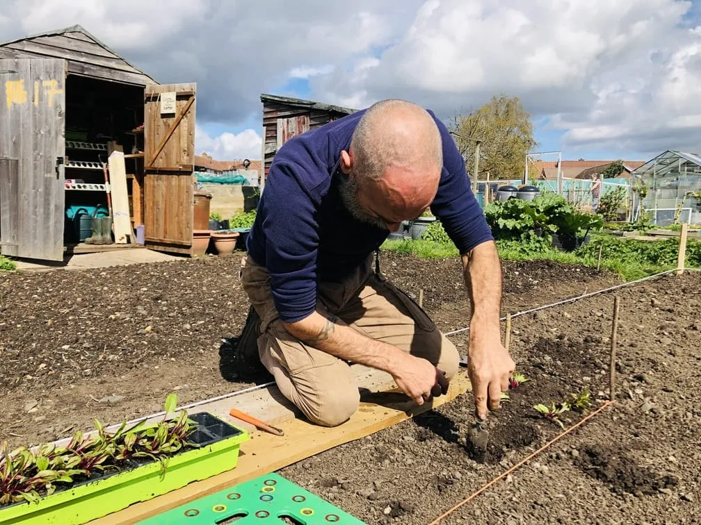 Planting Beetroot at the allotment.